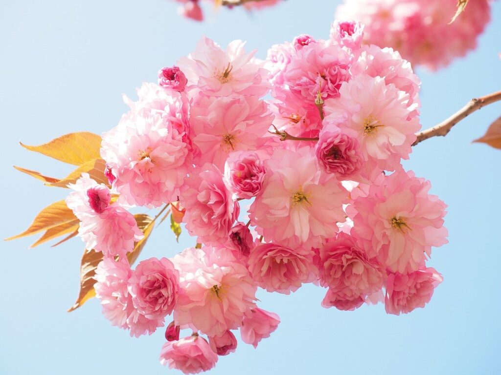 【春の北海道旅行】春も楽しめる北海道♪桜スポットなど絶景を満喫しよう